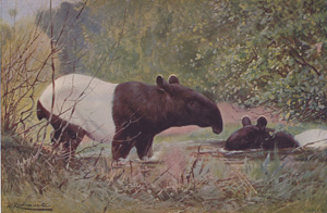 Malay Tapirs